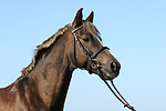 pferdefotos deutsches_reitpony
