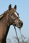 pferdefotos deutsches_reitpony