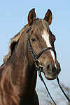 pferdefotos deutsches_reitpony