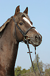pferdefotos deutsches_reitpony