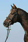 pferdefotos deutsches_reitpony