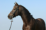 pferdefotos deutsches_reitpony