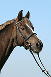 pferdefotos deutsches_reitpony