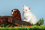 tierfreundschaft tierfreundschaft