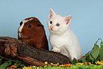 tierfreundschaft tierfreundschaft