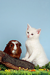 tierfreundschaft tierfreundschaft