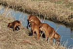 hundefotos rhodesian_ridgeback