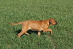 hundefotos rhodesian_ridgeback