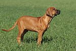 hundefotos rhodesian_ridgeback