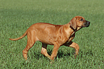 hundefotos rhodesian_ridgeback
