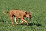 hundefotos rhodesian_ridgeback