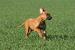 hundefotos rhodesian_ridgeback