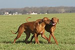 hundefotos rhodesian_ridgeback