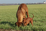 hundefotos rhodesian_ridgeback