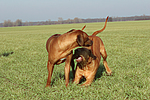 hundefotos rhodesian_ridgeback