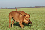 hundefotos rhodesian_ridgeback