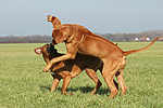 hundefotos rhodesian_ridgeback