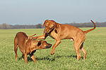 hundefotos rhodesian_ridgeback