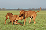 hundefotos rhodesian_ridgeback