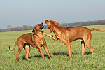 hundefotos rhodesian_ridgeback