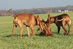 hundefotos rhodesian_ridgeback
