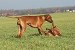 hundefotos rhodesian_ridgeback