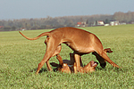 hundefotos rhodesian_ridgeback