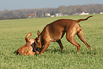hundefotos rhodesian_ridgeback