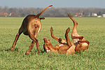 hundefotos rhodesian_ridgeback
