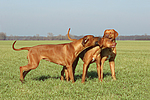 hundefotos rhodesian_ridgeback