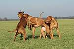 hundefotos rhodesian_ridgeback