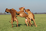 hundefotos rhodesian_ridgeback