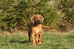 hundefotos rhodesian_ridgeback