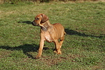 hundefotos rhodesian_ridgeback