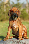 hundefotos rhodesian_ridgeback