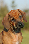 hundefotos rhodesian_ridgeback