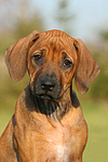 hundefotos rhodesian_ridgeback
