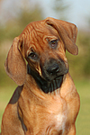 hundefotos rhodesian_ridgeback