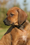 hundefotos rhodesian_ridgeback