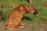 hundefotos rhodesian_ridgeback