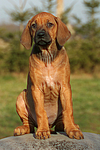 hundefotos rhodesian_ridgeback