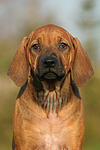 hundefotos rhodesian_ridgeback