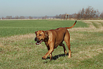 hundefotos rhodesian_ridgeback