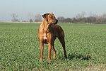 hundefotos rhodesian_ridgeback