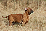 hundefotos rhodesian_ridgeback
