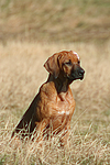 hundefotos rhodesian_ridgeback