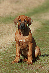 hundefotos rhodesian_ridgeback
