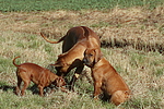 hundefotos rhodesian_ridgeback