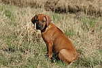 hundefotos rhodesian_ridgeback