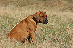 hundefotos rhodesian_ridgeback